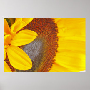 Makro Solros Poster