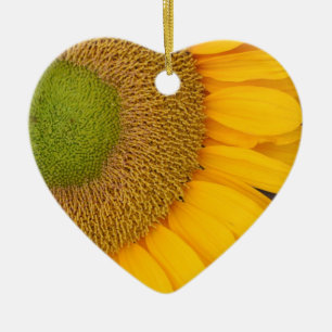 Makro Solroscentrum blommande ornament