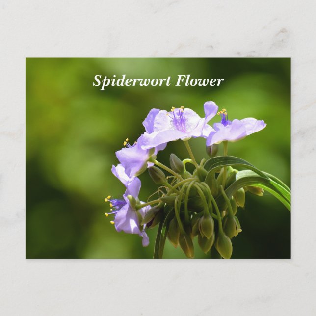 Makrobild som visar tradescantia-blomma vykort (Framsida)