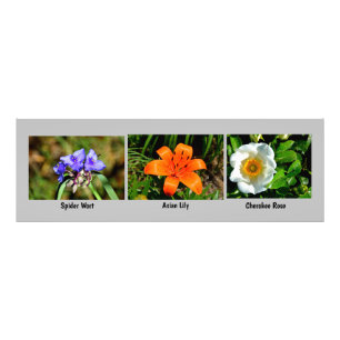 Makroblommor - utvidgning fototryck