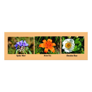 Makroblommor - utvidgning fototryck