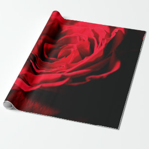 Makrodesign i Röd ros alla hjärtans dag, latinsk Presentpapper