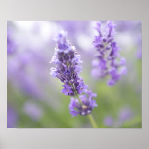 Makroen avbildar av lavendelblommor med mycket poster