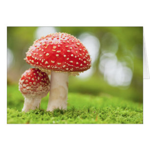 Makrofoto av Amanita Muscaria i skogen Hälsningskort