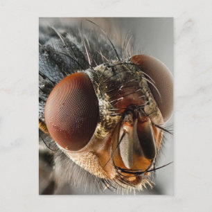 Makrofoto av en fluga vykort