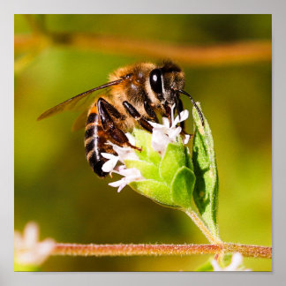 Makrofoto av honungsbin poster