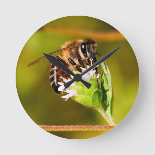 Makrofoto av honungsbin rund klocka