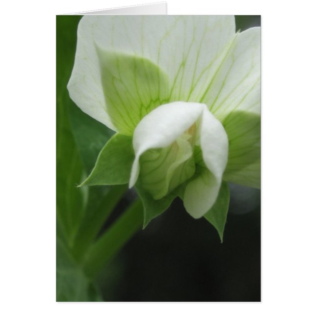 Makrofoto av valfri Tillfälle-Blommigt OBS Kort (Framsidan)