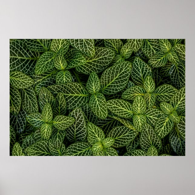 MAKROFOTO AV VÄXTER AV GRÖNT POSTER (Framsidan)