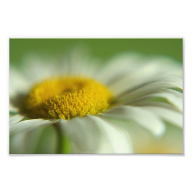 Makrofoto för daisy fototryck (Framsidan)