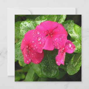 Makrofoto för söt Rosa Vår blommor