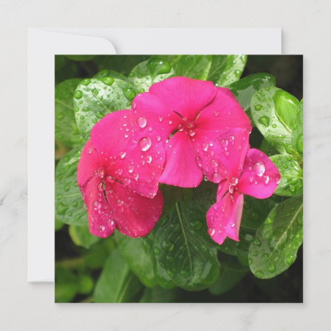 Makrofoto för söt Rosa Vår blommor (Framsida)