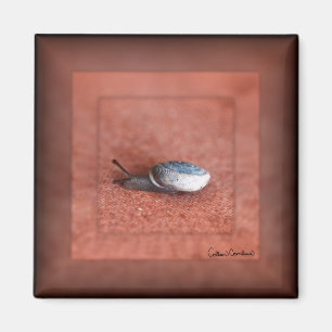 Makrofoto från Snigel på Terracotta Magnet