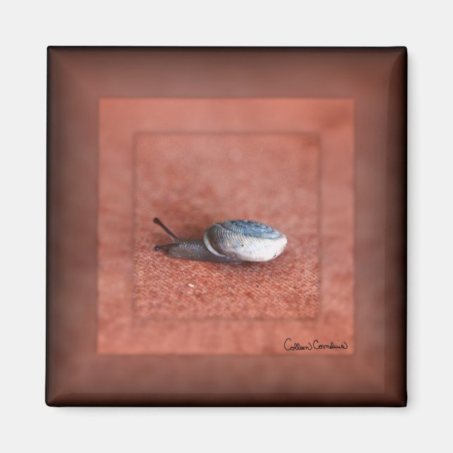 Makrofoto från Snigel på Terracotta Magnet (Framsidan)