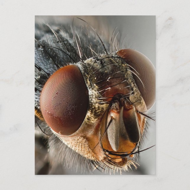 Makrofoto på en fluga vykort (Framsida)