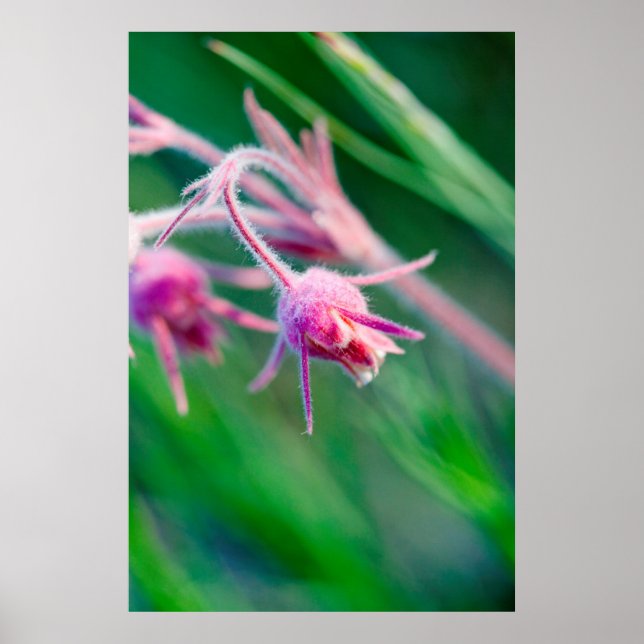 Makrofoto på präriens blommor i Montana Poster (Framsidan)