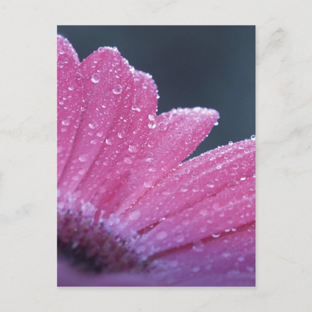 Makrofotoblomma Vykort (Framsida)