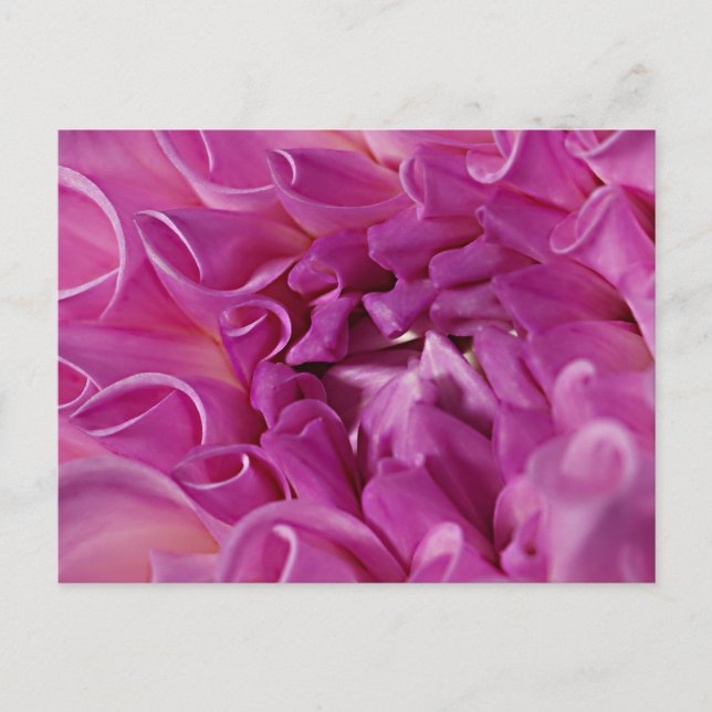 Makrofotoblomma Vykort (Framsida)