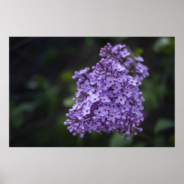 Makrofotografering Affisch av Lila Syrenblommor (Framsidan)