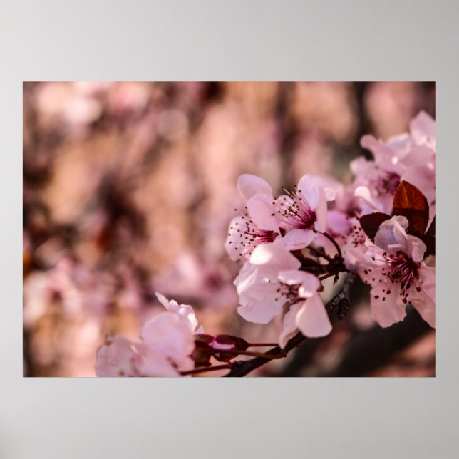 MAKROFOTOGRAFI AV BLOOMING ROSA CHERRY BLOMMARS POSTER (Framsidan)