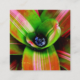 Makrofotografi av bromeliadhjärta fyrkantigt visitkort