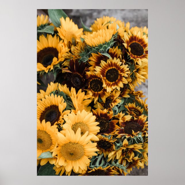 MAKROFOTOGRAFI AV GULT SUNFLÖGARE POSTER (Framsidan)