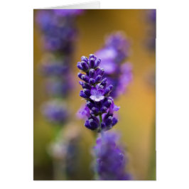 Makrofotografi av lavender-blomman hälsningskort