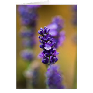 Makrofotografi av lavender-blomman hälsningskort