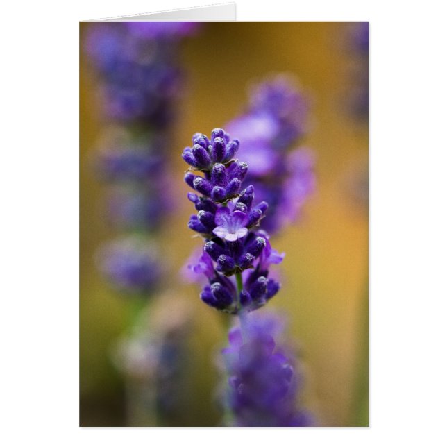 Makrofotografi av lavender-blomman hälsningskort (Framsidan)