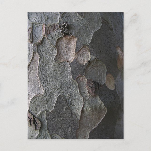 Makrofotografi av Träd Bark Vykort (Framsida)