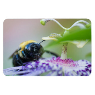 Makrofotografi för humla magnet