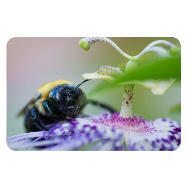 Makrofotografi för humla magnet (Horisontell)