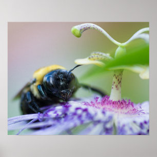 Makrofotografi för humla poster
