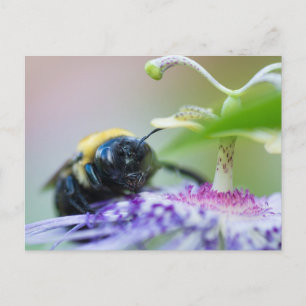 Makrofotografi för humla vykort