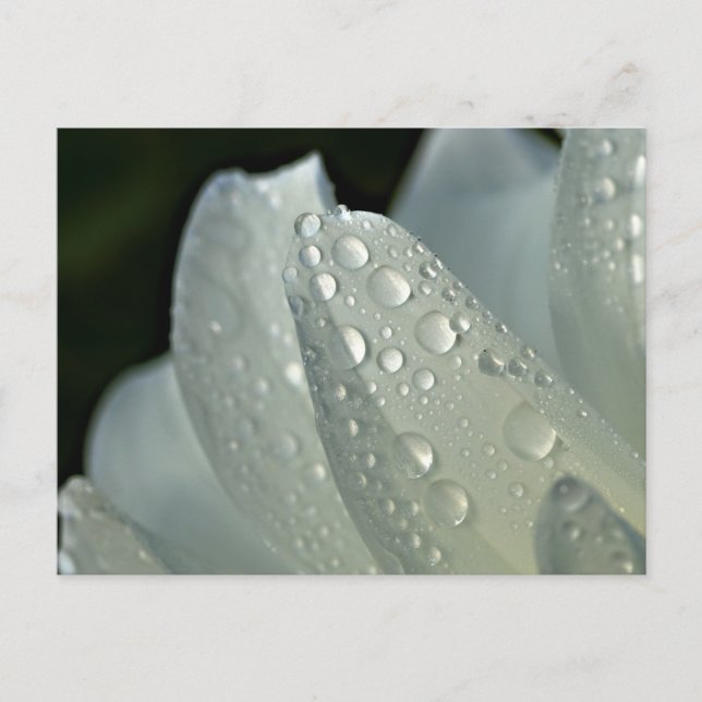 Makrofotovit blomma vykort (Framsida)