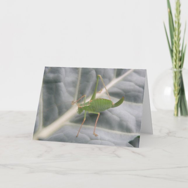 Makrogratulationskort för grönt Cricket Kort (Framsida)