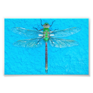 MakroGrönt Dragonfly på blå bakgrund Fototryck