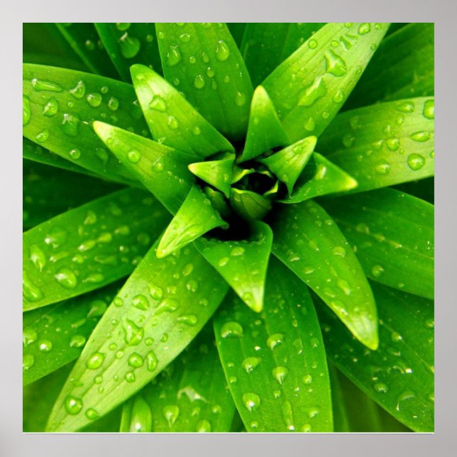 makrogrönt poster (Framsidan)