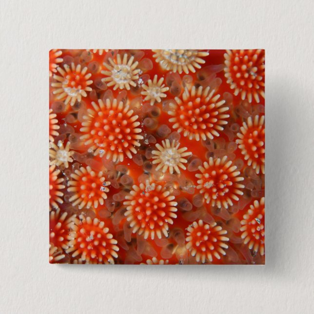 Makrohavsstjärna Knapp (Framsida)