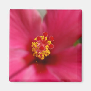 Makrohibiskusmagnet Magnet