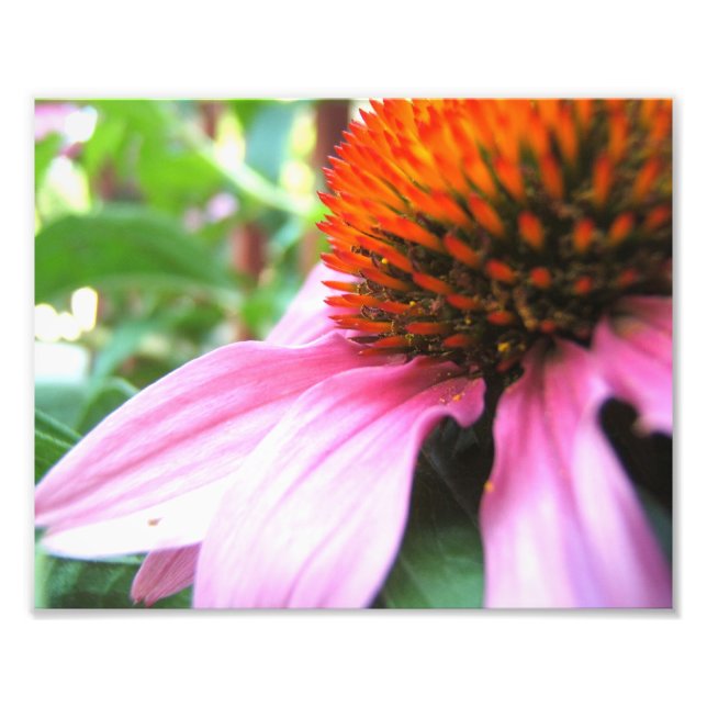 MakroLila Coneflower Echinacea Close Blommigt Fototryck (Framsidan)