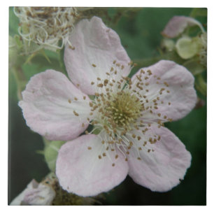 Makroplattan för björnbärsblomma kakelplatta