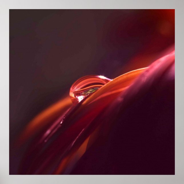 Makroröd petal poster (Framsidan)
