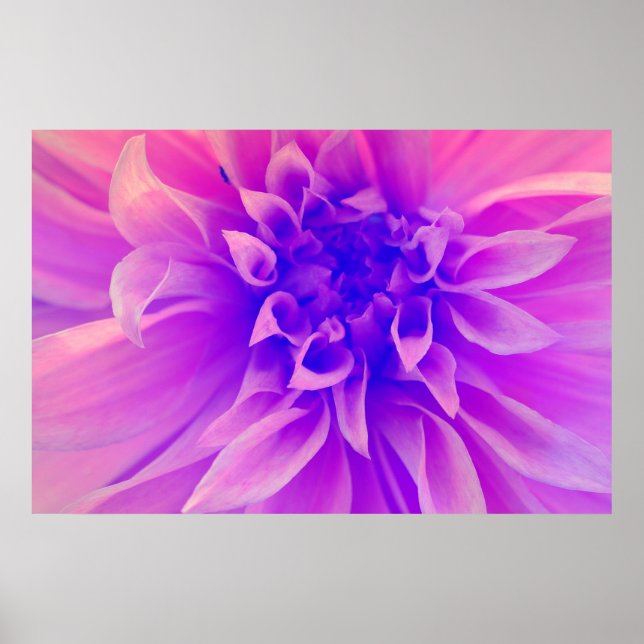 MakroRosa blomma Poster (Framsidan)