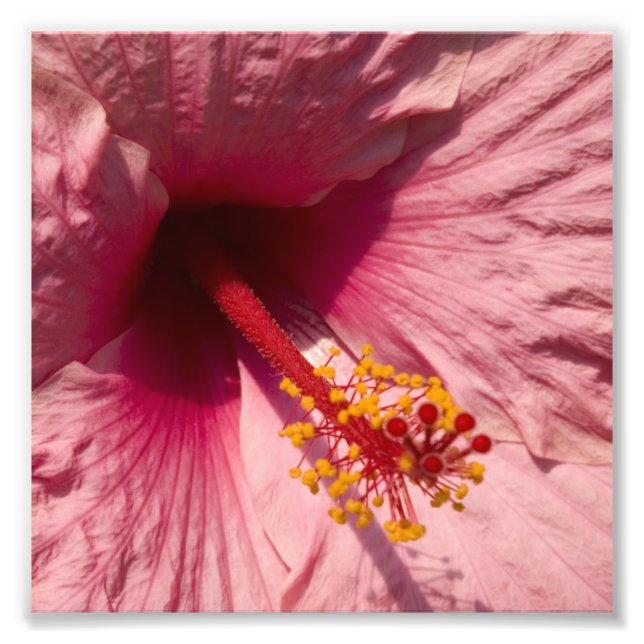 MakroRosa Hibiscus Flower Fototryck (Framsidan)