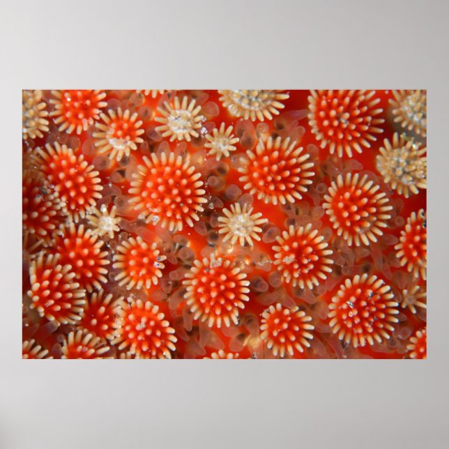 Makrosjöstjärna Poster (Framsidan)