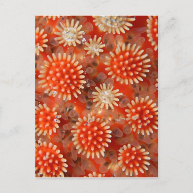 Makrostjärna Vykort (Framsida)