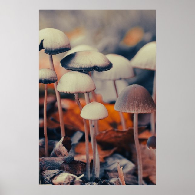 Makrosvampar Poster (Framsidan)