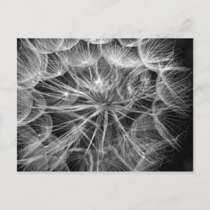 Makrovykort för monokrom dandelion-utsäde vykort