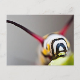 Makrovykort för vattenpelare vykort